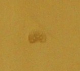 N303 SUNBURSTS